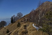 41 Breve discesa a sx, poi in decisa salita per l'anticima del Suchello